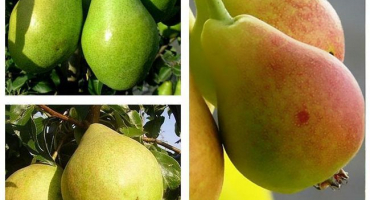 Popis listopadové odrůdy hrušně a klady a zápory, výsadba a pěstování